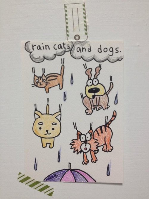 rain cats and dogs