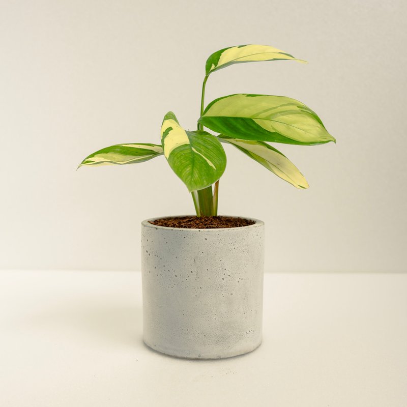 金夢竹芋│泥作系列│福所栽 - 盆栽/植栽 - 水泥 多色