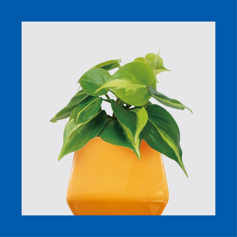 │ 方盆系列 │  斑葉桃心蔓綠絨 - 水耕盆栽 陶瓷 無土 室內植物 - 盆栽/植栽 - 植物.花