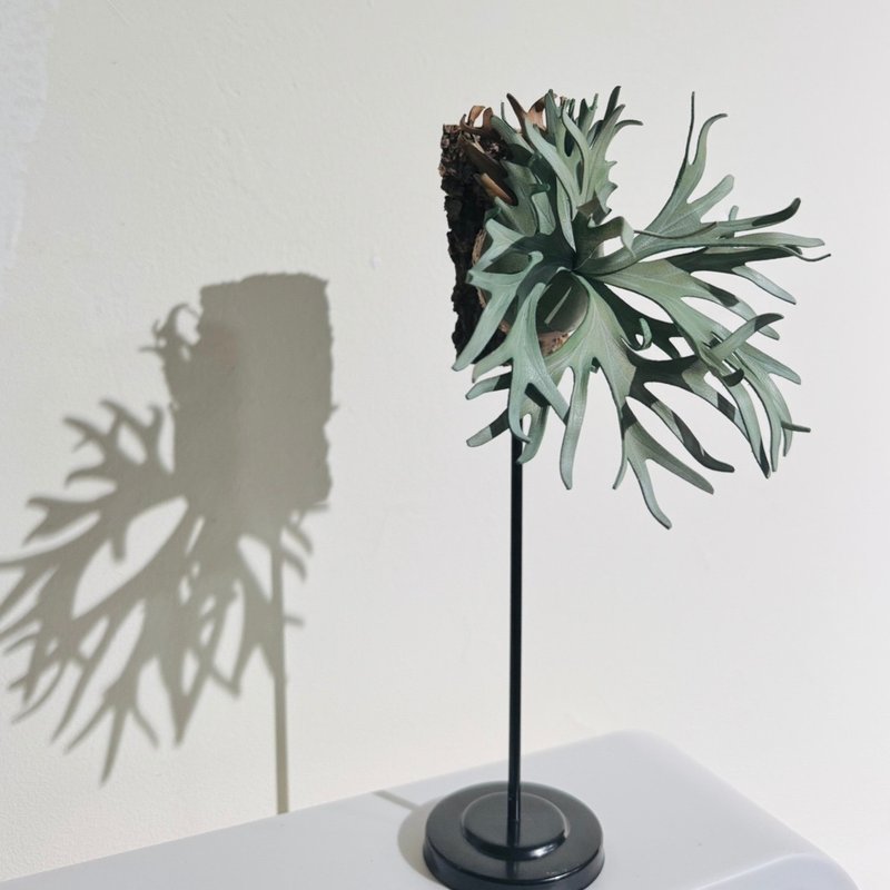 P. white hawk白霍克_皮革鹿角蕨 - 擺飾/家飾品 - 真皮