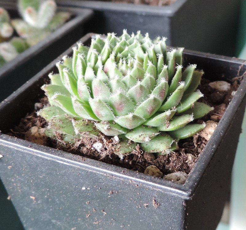 Planting Plants - Succulents ‧ Tooth Rabbits