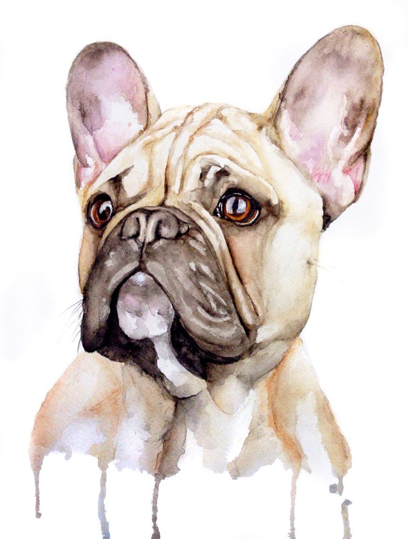 Custom Watercolor Dog Portrait French Bulldog - 似顏繪/客製畫 - 紙 咖啡色