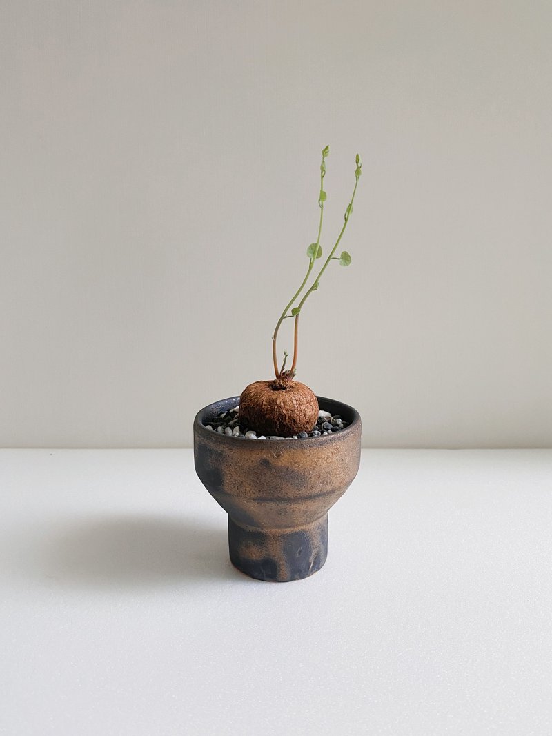 紅藤山烏龜與黑金手作陶 - 盆栽/植栽 - 陶 金色