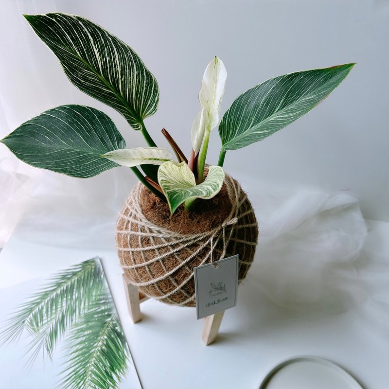 大苔球 鉑金蔓綠絨 植栽 - 盆栽/植栽 - 植物.花