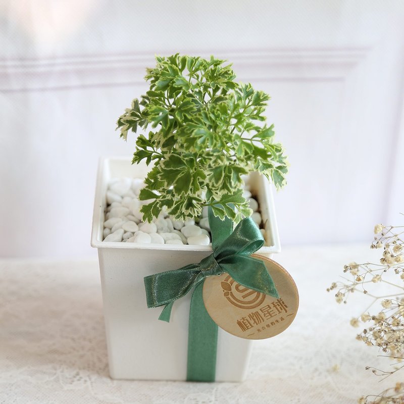 PD90/雪花福祿桐/白色方盆/婚禮小物/交換禮物/開幕植物/觀葉植物 - 盆栽/植栽 - 植物.花