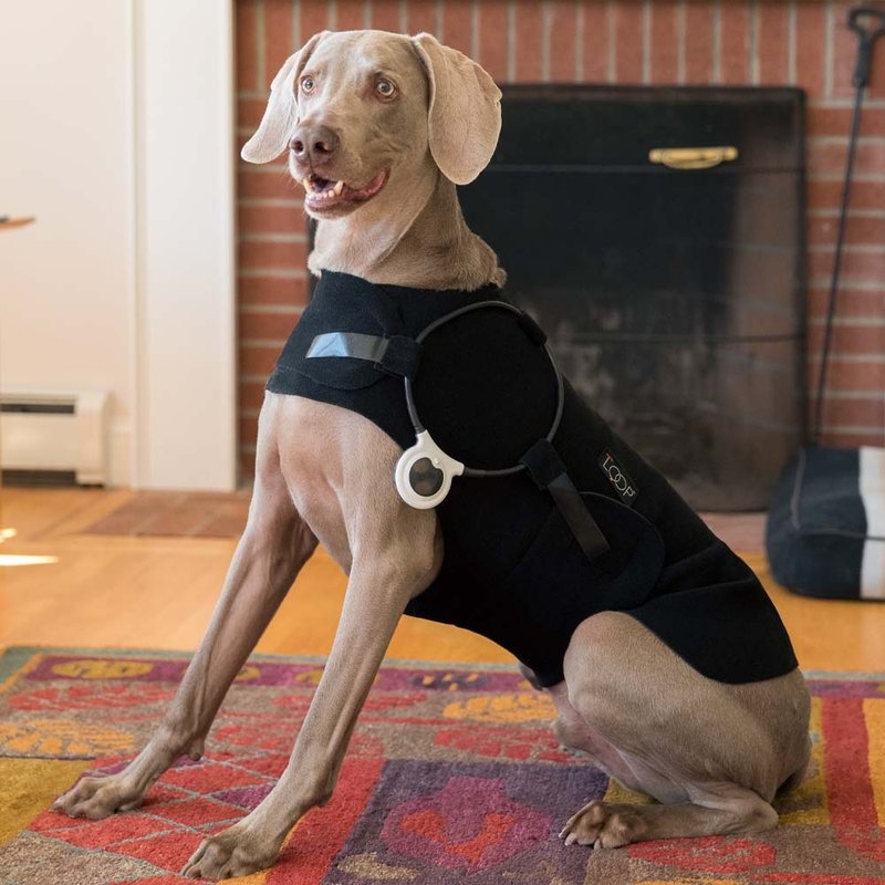 ASSISI LOOP脈衝電磁項圈20cm 中大型犬貓適用 居家照護 - 其他 - 其他材質 透明