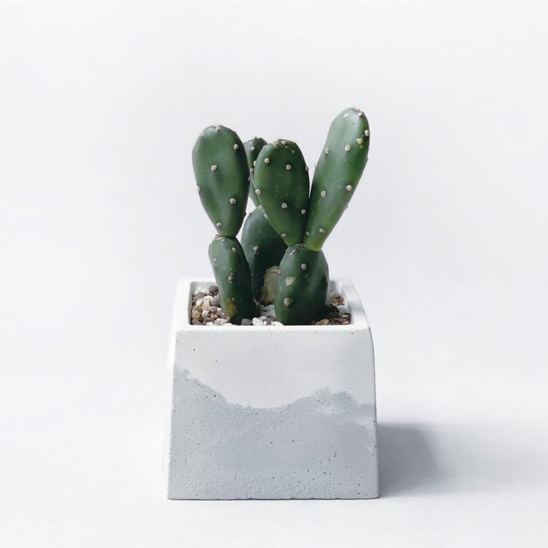 (預購) 白灰漸層系列 | 小丸子 墨綠團扇 方形水泥仙人掌植栽 - 盆栽/植栽 - 植物.花 灰色