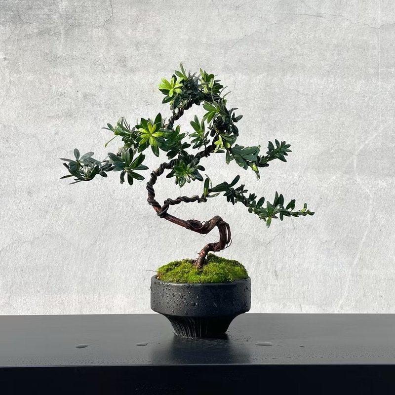小品盆栽-珍珠羅漢松 原株無嫁接 盆景 - 盆栽/植栽 - 植物.花