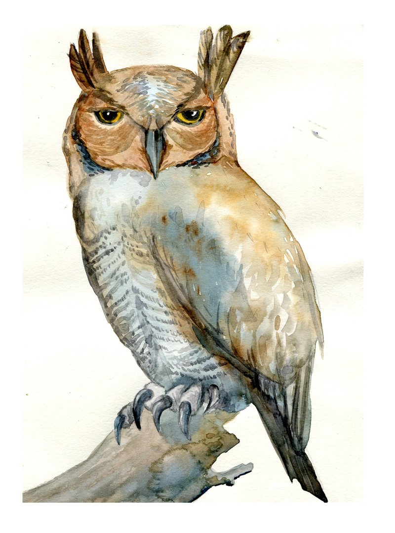Wall Art Painting Original Watercolor Owly Painting Wildlife - 插畫/繪畫/寫字 - 紙 咖啡色