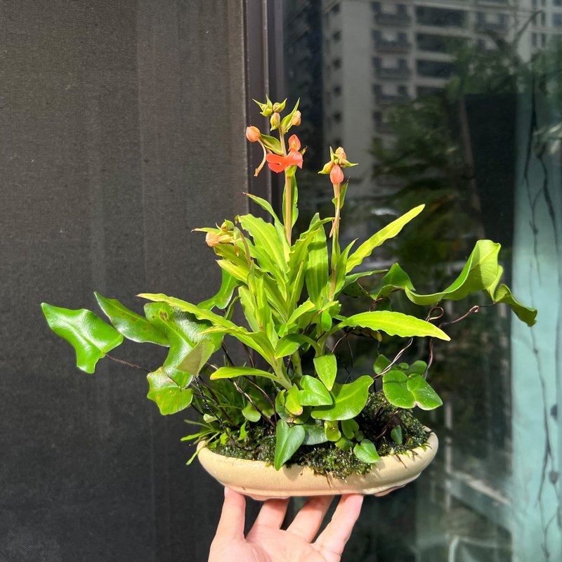 稀有彩瓣鷺草∣合植山野草 掌上花庭 開花中 - 盆栽/植栽 - 陶