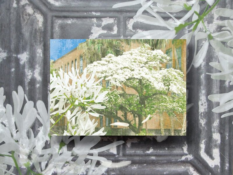 Taiwan University campus illustration postcard - tassel