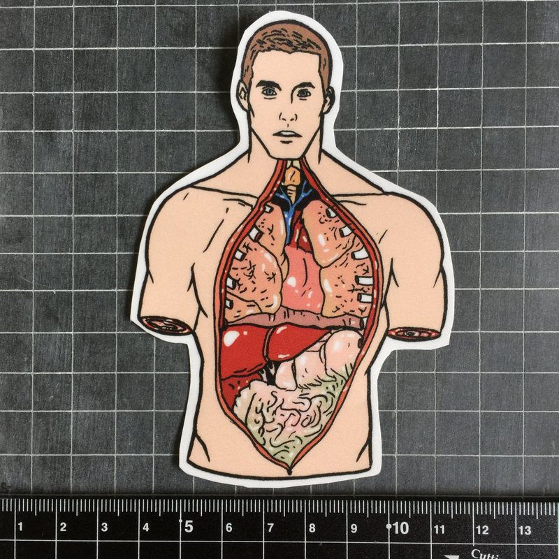 Anatomical male sticker
