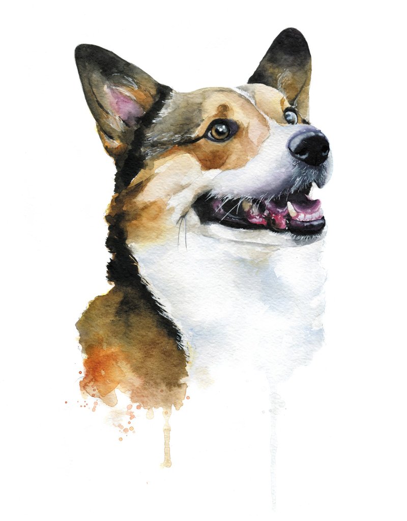 Custom Watercolor Dog Portrait Corgi - 似顏繪/客製畫 - 紙 咖啡色