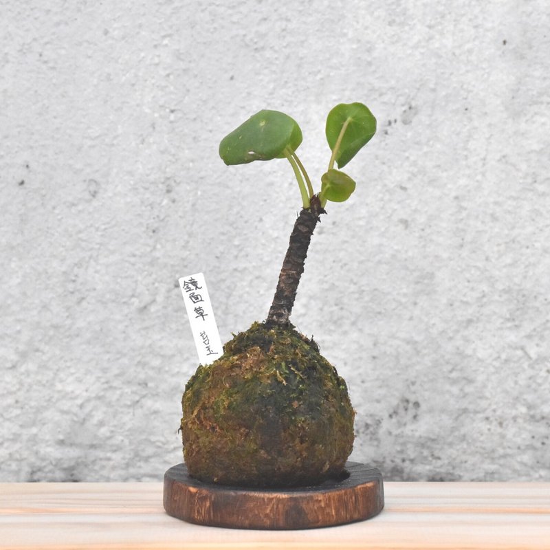 Chinese Money Plant Kokedama