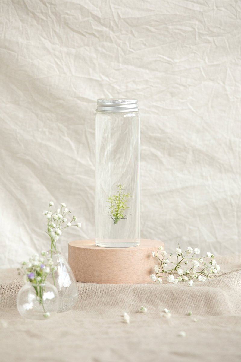 Cabin bottle / water grass series / foxtail algae water grass transparent no decoration series
