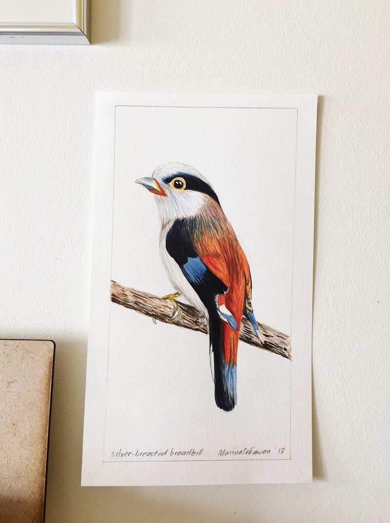 Silver-breasted Broadbill Bird Art Print