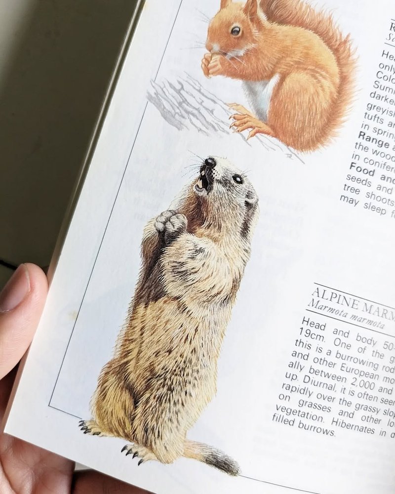 英國與歐洲野生動物圖鑑 - 刊物/書籍 - 紙 黃色