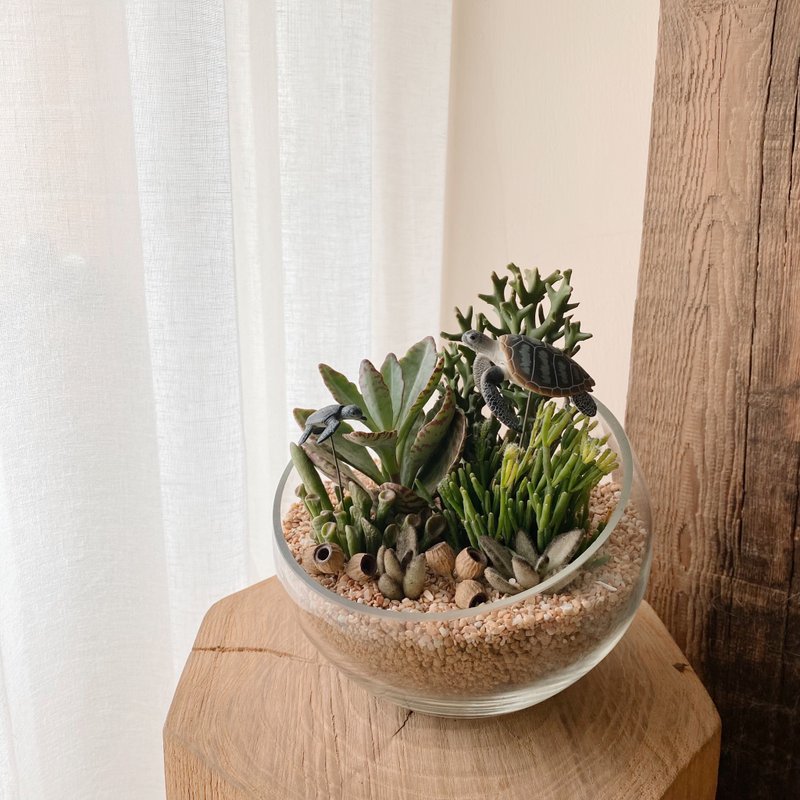 Indoor small potted Fulutong cement plant