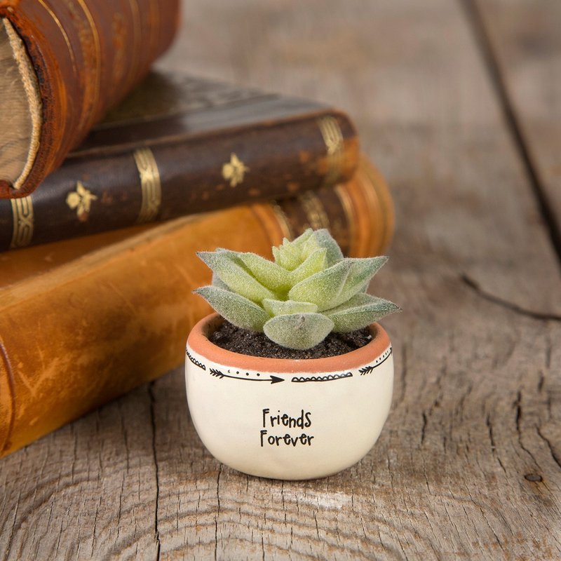 Hand-painted style mini succulent potted-Friends | PLNT003