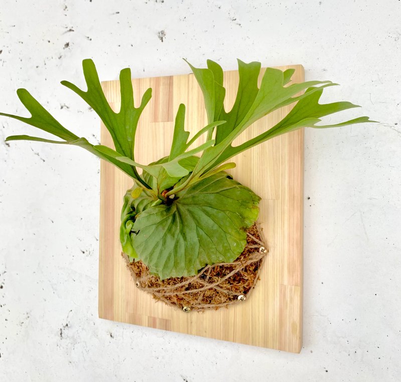 【植蕨】_鹿角蕨     /   蕨類植物 壁飾 療癒植栽 送禮 畢業禮物 - 盆栽/植栽 - 植物.花 綠色