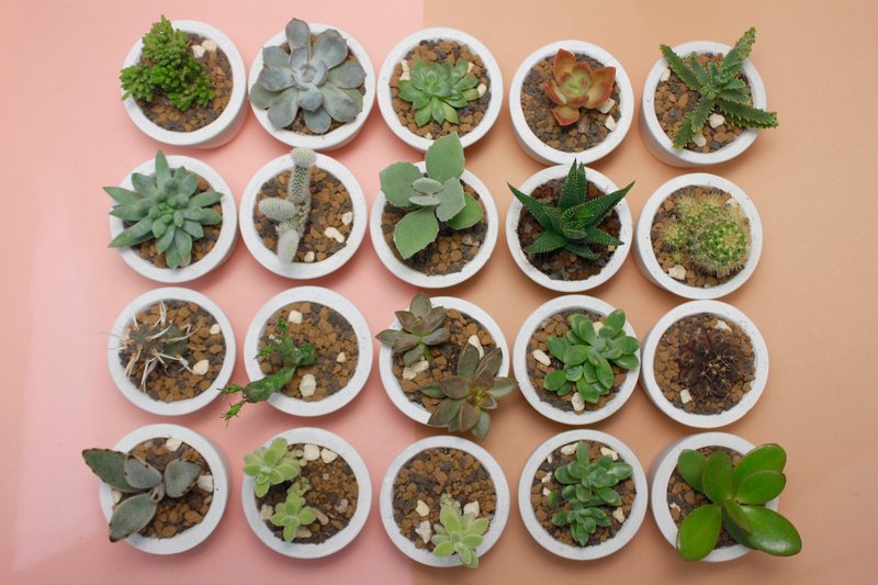 Plus purchase - plant 10 0 yuan DIY combination
