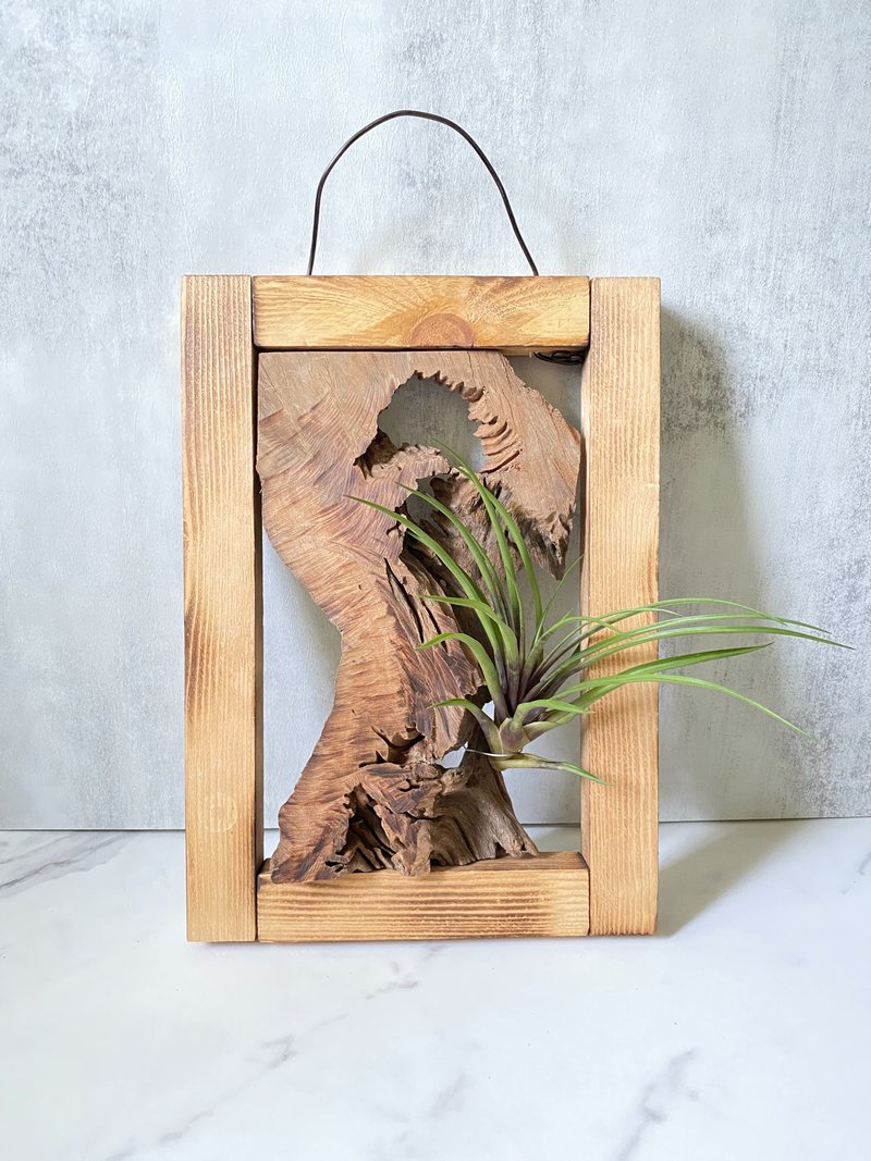 【香樟木】王者之耀 | 空氣鳳梨。空氣鐵蘭 | 喬遷之喜送禮 - 盆栽/植栽 - 木頭 咖啡色