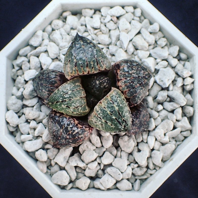 FY-HC17051 Haworthia picta hyb. 多肉植物/白銀壽/皮克大