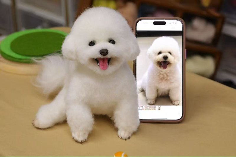 客製化逼真犬 羊毛氈 比熊犬 寵物 娃娃 定製 手工 狗狗 259 - 貓/狗玩具 - 羊毛 多色