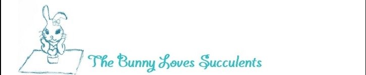 แบรนด์ดีไซเนอร์ไต้หวัน - bunnylovessucculents