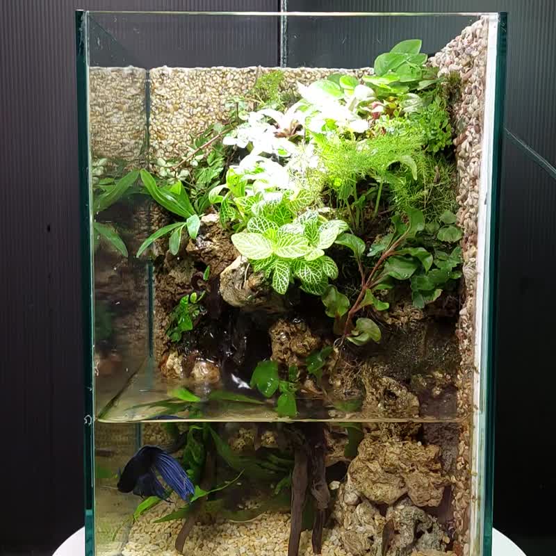 My dream stage**Variable combination AO-2030 ecological landscaping tank** - Plants - Glass 