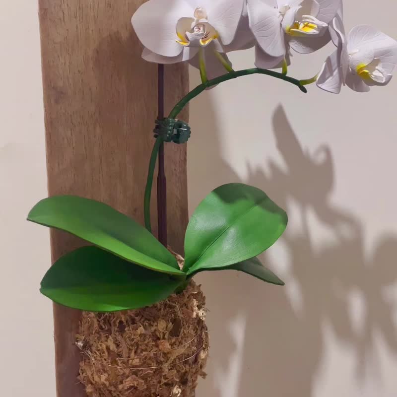 Top leather white Phalaenopsis Orchid Orchid Decoration/Taiwanese Grandma-Taiwanese Phalaenopsis Preserved Flowers - Plants - Other Materials White