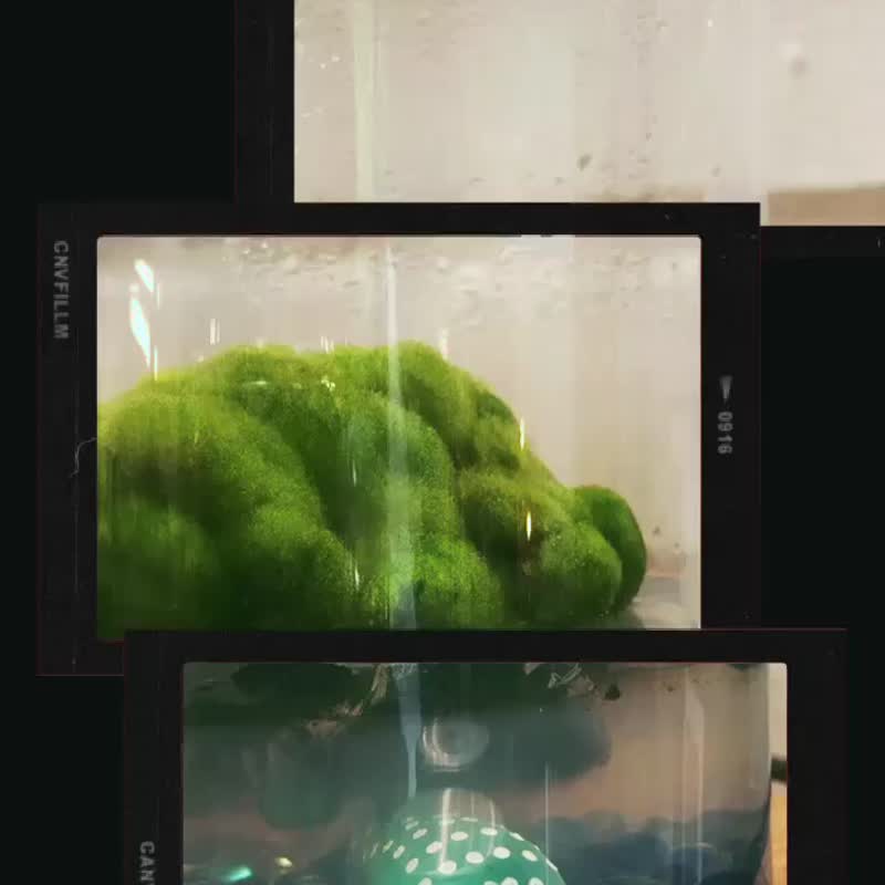 【新植物】 綠毛毬 經典款 自然風/玻璃蓋 有保固好照顧 畢業禮物 - 植栽/盆栽 - 植物．花 