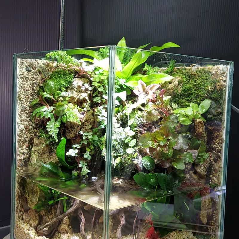 AO-2025 - 観葉植物 - ガラス 