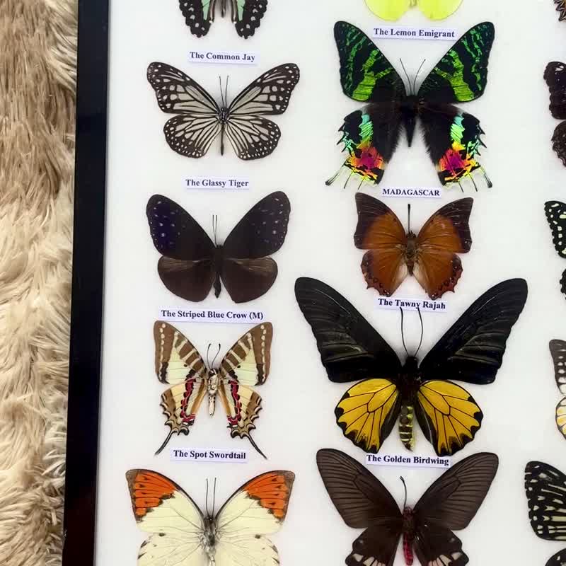 Mix 15 Butterfly Insect Taxidermy Entomology Frame Display Home Decor New Style - Items for Display - Wood Brown
