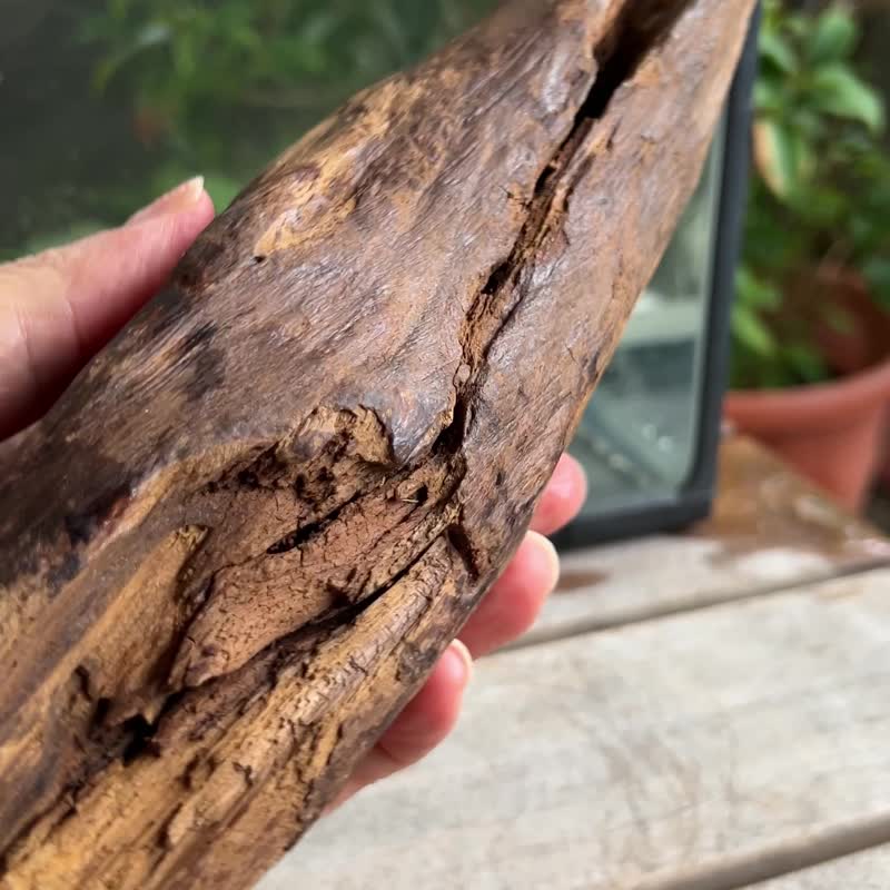 加里曼丹 野生沉香老料 520公克 沉香擺件 【沉水級】 星洲系 - 擺飾/家飾品 - 木頭 卡其色