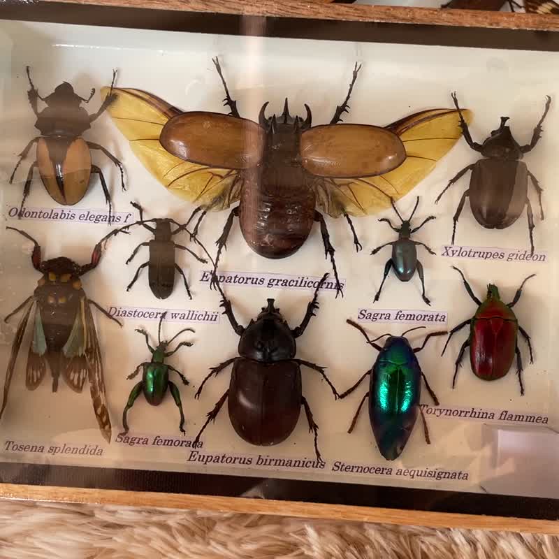 Set Mix Insect Taxidermy Wood Box Display Home Decor - 擺飾/家飾品 - 木頭 咖啡色