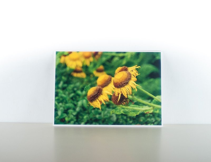 Photographic Postcard: Chrysanthemum, København, Region Hovedstaden, Danmark - การ์ด/โปสการ์ด - กระดาษ หลากหลายสี