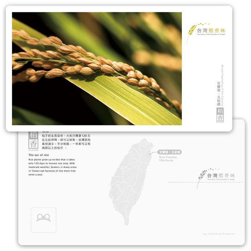 Taiwan rice fragrance postcard [Tao Heung Series] - rice - Cards & Postcards - Paper 
