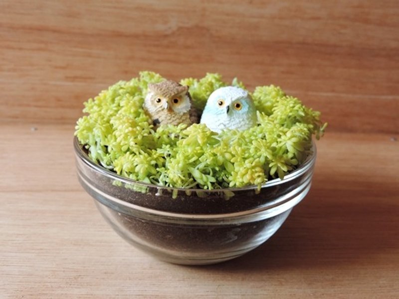 治療と教育システムの‧のフクロウの巣[定義]販売 - 観葉植物 - 寄せ植え・花 