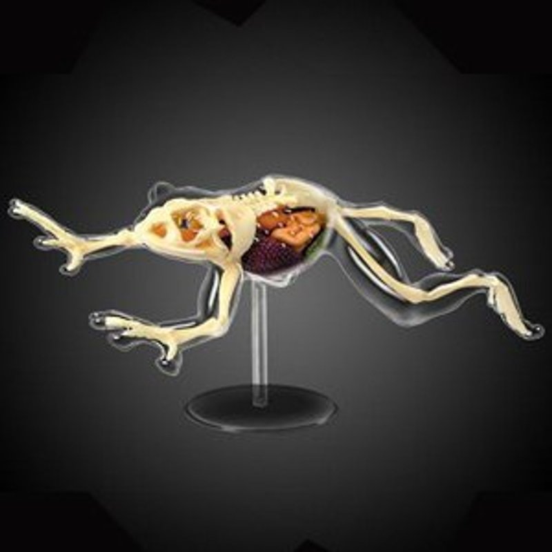4D Master - 4D series combined model animals (frog perspective) - อื่นๆ - พลาสติก 