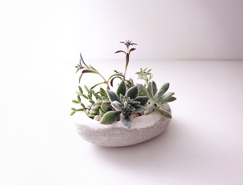 <Cobblestone planting group> succulents potted white cement rich rustic hand-made vessel container storage box modeling soft and full of natural simplicity - Plants - Cement White