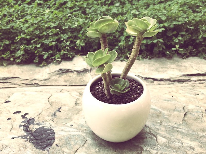 (Potted plant) Round-leaf ancient wood The Old Time (Succulents Healing Office Objects) - ตกแต่งต้นไม้ - วัสดุอื่นๆ สีนำ้ตาล