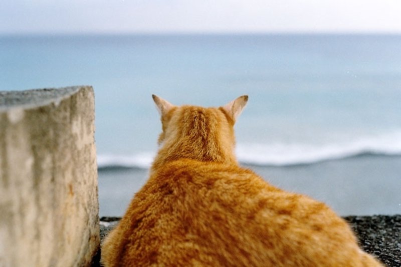 Film Photography Postcard - Travel Series - Lucky Is The Cat Who Gets To Gaze At The Sea - การ์ด/โปสการ์ด - กระดาษ สีน้ำเงิน