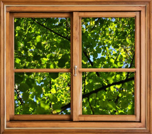 撮影-植物のある窓を自分で開ける-緑の窓の外