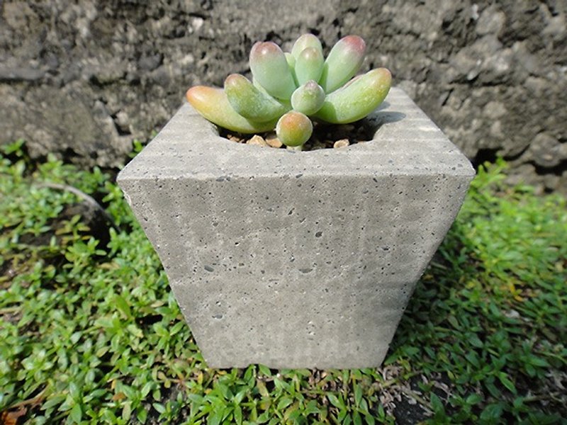 Square stone-cement basin is potted planting potted succulents Otome heart - ตกแต่งต้นไม้ - พืช/ดอกไม้ สีเขียว