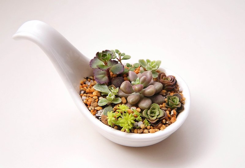 <More than a spoonful of meat> Succulents potted colorful porcelain spoon <A spoonful of meat> Succulents - Plants - Other Materials Multicolor