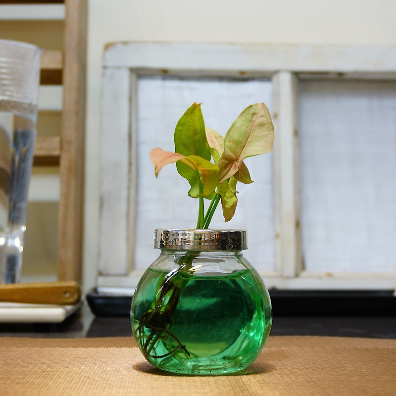 ガラス水耕屋内植物 - 観葉植物 - ガラス グリーン