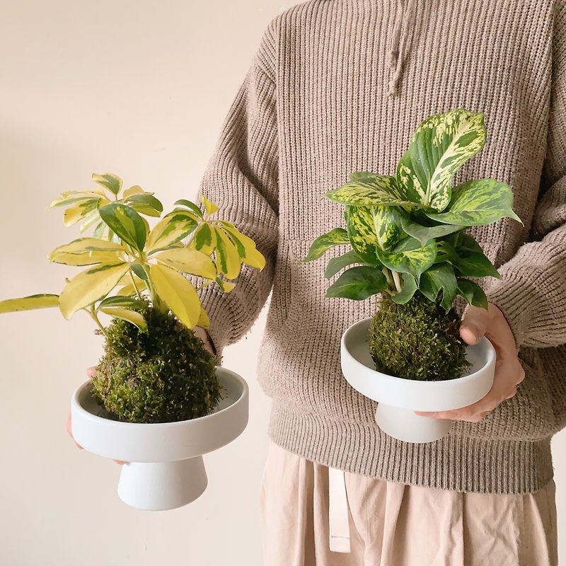 Moss ball planter with white tall pot - Plants - Plants & Flowers Green