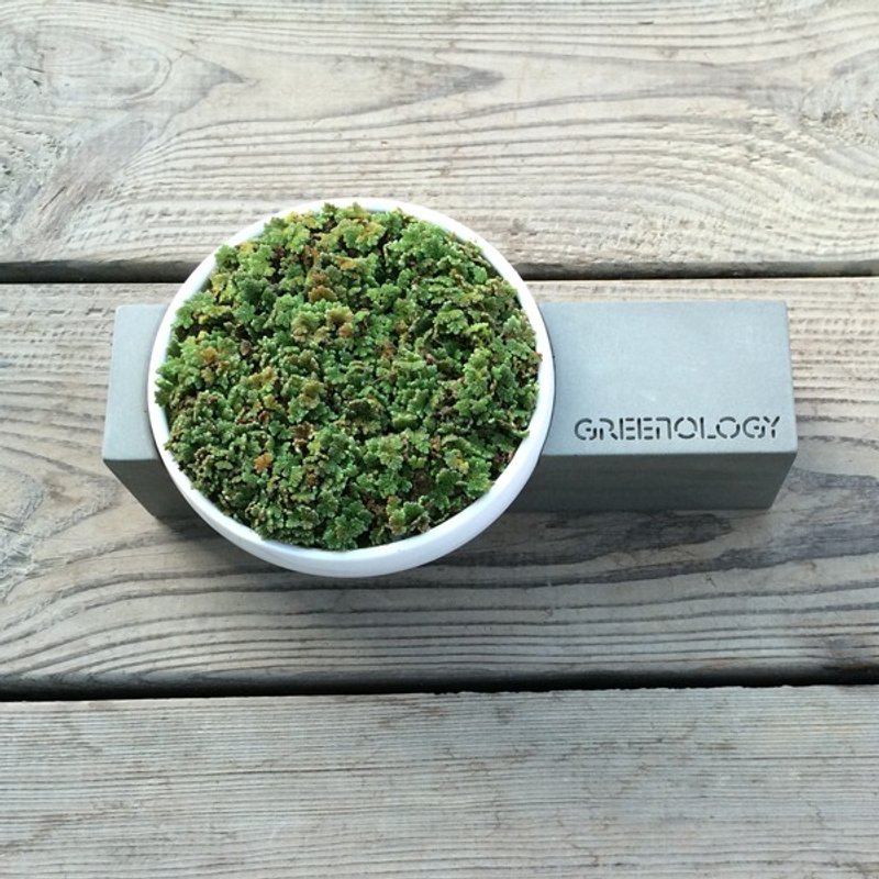 Greenology 懸垂設計陶瓷花器配水泥底座 - 盆栽/植栽 - 水泥 灰色