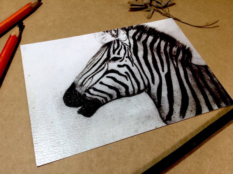 Zebra－明信片 - 卡片/明信片 - 紙 黑色